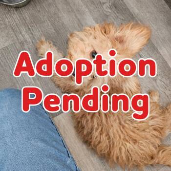 Princess Peach -  Poodle Dog for Adoption in Little Rock, Arkansas - Princess Peach | PetCurious