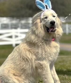 Sully SCAS -  Great Pyrenees Dog for Adoption in Rockaway, New Jersey - Sully SCAS | PetCurious