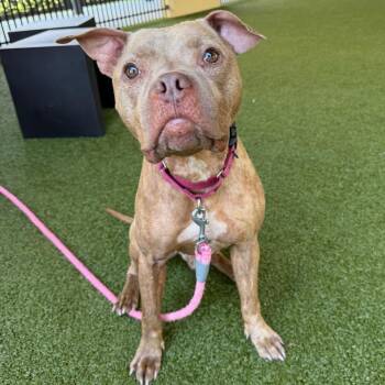 American Bulldog and Boxer Dogs Available for Adoption in West Palm Beach, Florida - Budderball | PetCurious