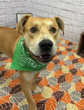 Rescue Husky and Mixed Breed Dogs for Adoption in Oxford, Michigan - Dru | PetCurious