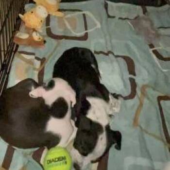 Cattle Dog and Australian Cattle Dog Blue Heeler Dogs Available for Adoption in West Palm Beach, Florida - Rice Krispies | PetCurious