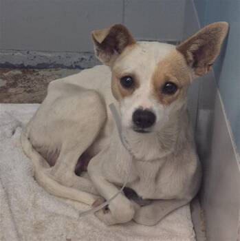 Chihuahua and Mixed Breed Dogs Available for Adoption - JENNY | PetCurious