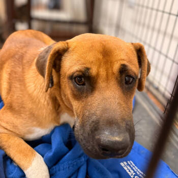 Rescue Boxer and Mixed Breed Dogs for Adoption in Tupelo, Mississippi - Hank | PetCurious