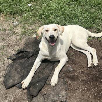 Majesty -  Yellow Labrador Retriever Dog for Adoption in Spring, Texas - Majesty | PetCurious