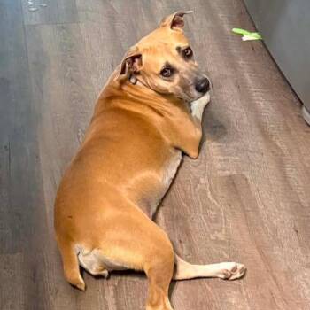 Daisy -  Black Mouth Cur Dog for Adoption in Seguin, Texas - Daisy | PetCurious