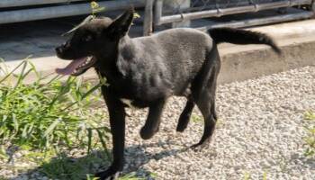 Waffles -  German Shepherd Dog Dog for Adoption in Mayetta, Kansas - Waffles | PetCurious