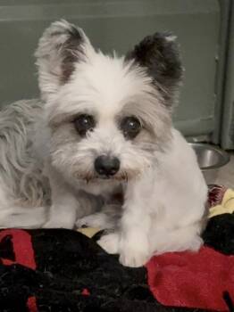 Tanya -  Maltese and Poodle Dog for Adoption in New York, New York - Tanya | PetCurious