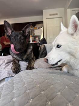 Rescue Shepherd Dogs for Adoption in Egg Harbor Township, New Jersey - Bear | PetCurious