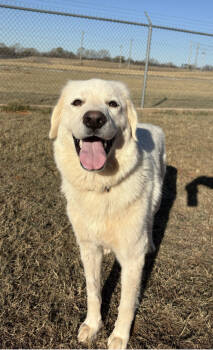 Rescue Great Pyrenees Dogs for Adoption in Deerfield, Wisconsin - Charmin | PetCurious