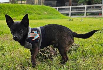 Chiweenie Dogs Available for Adoption in Houston, Texas - PEEWEE | PetCurious