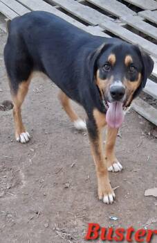 Rottweiler Dogs Available for Adoption - Buster | PetCurious