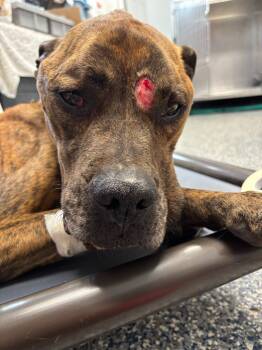 Rescue Boxer Dogs for Adoption in Carthage, Missouri - Victory | PetCurious