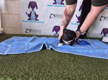 English Bulldog and German Shepherd Dog Dogs Available for Adoption - DIOR | PetCurious