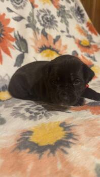 Shepherd and Boxer Dogs Available for Adoption - Rose-Stella