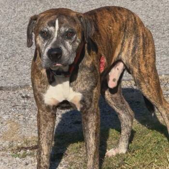 Stitch -  Boxer and Mixed Breed Dog for Adoption in Centerville, Tennessee - Stitch | PetCurious