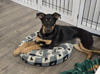 Mixed Breed Dogs Available for Adoption - Peach | PetCurious