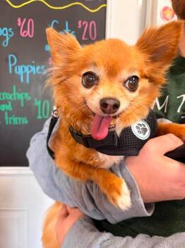 Pistol -  Chihuahua and Mixed Breed Dog for Adoption in Greensburg, Indiana - Pistol | PetCurious