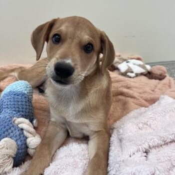 Memoir -  Labrador Retriever and Mixed Breed Dog for Adoption in Kanab, Utah - Memoir | PetCurious