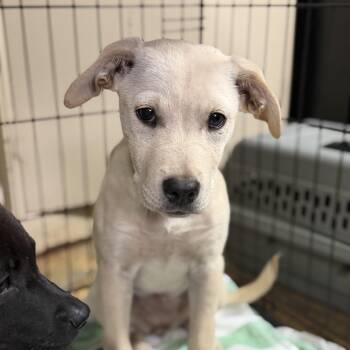 Snow Cone -  Labrador Retriever Dog for Adoption in Columbia, South Carolina - Snow Cone | PetCurious