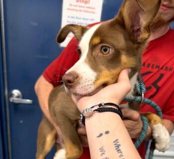 Mixed Breed Dogs Available for Adoption in Portland, Indiana - Finn | PetCurious