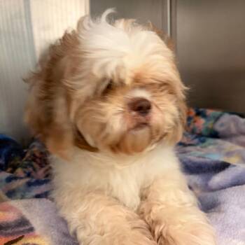 Mixed Breed Dogs Available for Adoption - Bailey | PetCurious