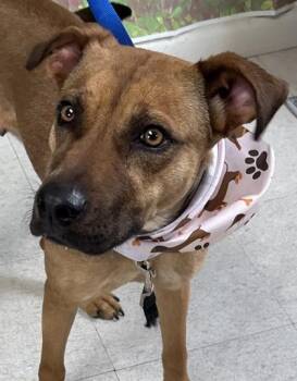 Black Mouth Cur and Mixed Breed Dogs Available for Adoption - Carrie | PetCurious