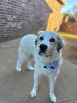 Rescue Great Pyrenees Dogs for Adoption in Tulsa, Oklahoma - Hampton | PetCurious