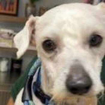 Poodle Dogs Available for Adoption in Buellton, California - Confucius | PetCurious