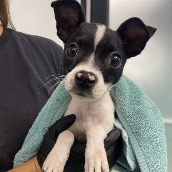 Terrier Dogs Available for Adoption in Abilene, Texas - Barq