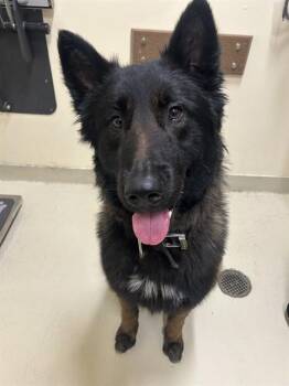 Belgian Shepherd Malinois Dogs Available for Adoption in Fremont, California - SMOKEY | PetCurious