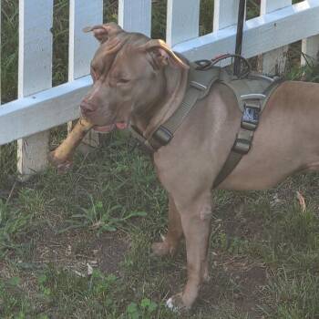 Terrier and Mixed Breed Dogs Available for Adoption in Flintstone, Maryland - JD *Beavis* | PetCurious