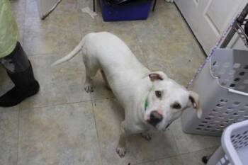 Labrador Retriever and Mixed Breed Dogs Available for Adoption in Picayune, Mississippi - Eska | PetCurious