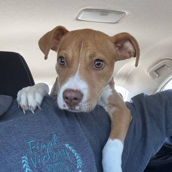 Rescue Labrador Retriever Dogs for Adoption in Columbia, South Carolina - Arizona | PetCurious