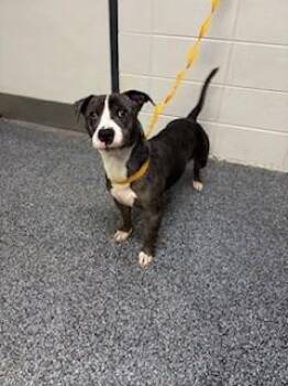 Boxer and Basset Hound Dogs Available for Adoption in Lake Wylie, South Carolina - Raider | PetCurious