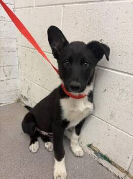 Border Collie Dogs Available for Adoption in San Bernardino, California - OBSIDIAN | PetCurious