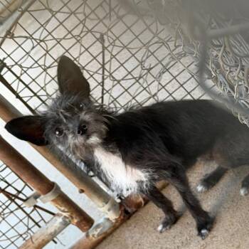 Nessie -  Terrier and Mixed Breed Dog for Adoption in Lake Jackson, Texas - Nessie | PetCurious
