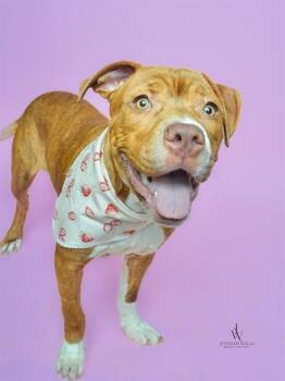 SOX -  Pit Bull Terrier Dog for Adoption - SOX | PetCurious
