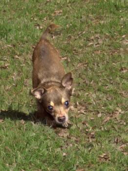 Chihuahua Dogs Available for Adoption - Leo | PetCurious