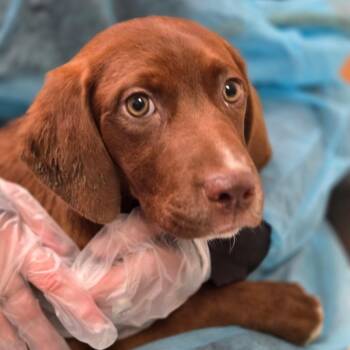 Mixed Breed Dogs Available for Adoption in Charleston, West Virginia - Harper | PetCurious