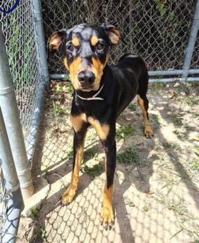 DARROW -  Doberman Pinscher and Mixed Breed Dog for Adoption in Houston, Texas - DARROW | PetCurious