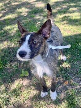 Basenji Dogs Available for Adoption in Riverside, California - LADY | PetCurious