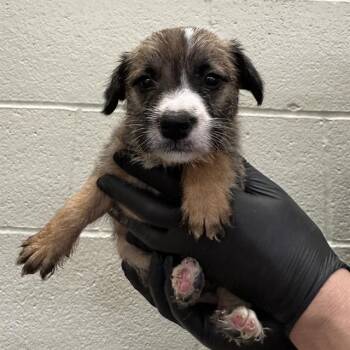 CHIQUITA -  Pit Bull Terrier and Mixed Breed Dog for Adoption in Thousand Palms, California - CHIQUITA | PetCurious