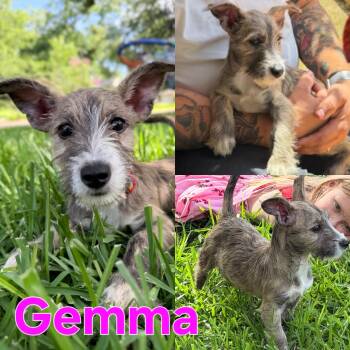 Gemma -  Chihuahua and Wirehaired Terrier Dog for Adoption in Dallas, Texas - Gemma | PetCurious