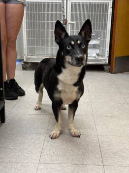 Patty -  Australian Kelpie and Corgi Dog for Adoption in Sorrento, Louisiana - Patty | PetCurious
