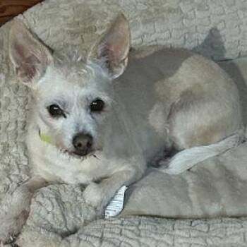 Chihuahua Dogs Available for Adoption - Peaches | PetCurious