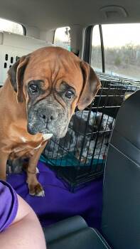 Boxer Dogs Available for Adoption - Misty | PetCurious