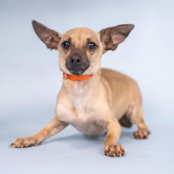 Stitch -  Chihuahua Dog for Adoption in Portland, Oregon - Stitch | PetCurious