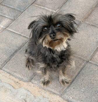 Tilly -  Yorkshire Terrier and Mixed Breed Dog for Adoption in Henderson, Nevada - Tilly | PetCurious
