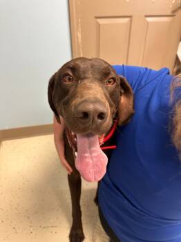 Rescue German Shorthaired Pointer Dogs for Adoption in Blountville, Tennessee - Gus | PetCurious