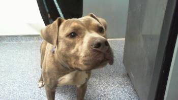 Staffordshire Bull Terrier Dogs Available for Adoption in Charlotte, North Carolina - A1262254 | PetCurious